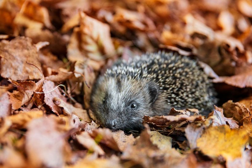 Le hérisson d'Europe (Erinaceus Europaeus) dort dans les feuilles d'automne par Dieter Meyrl