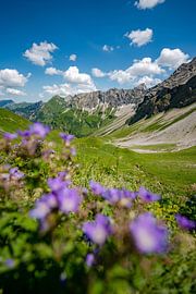 Flowery view of the Hintersteiner valley and the Hochvogel by Leo Schindzielorz