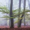 Autumn Speulderbos by Jurjen Veerman