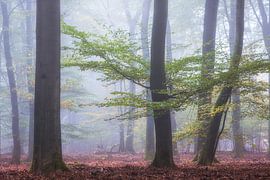 Automne Speulderbos sur Jurjen Veerman