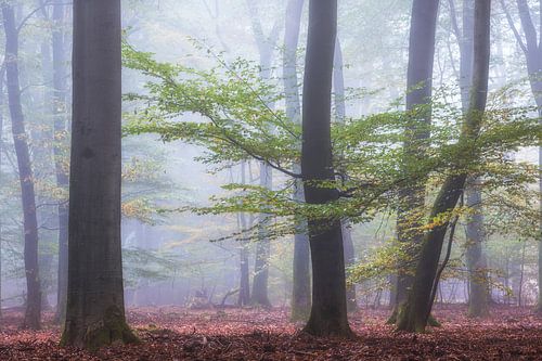 Autumn Speulderbos