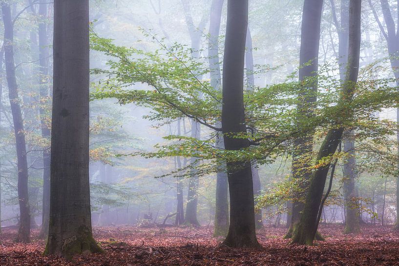 Automne Speulderbos par Jurjen Veerman