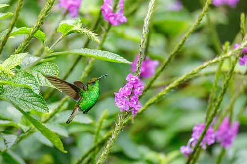 Koperkop smaragd kolibrie