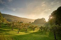 Autumn evening on the fruit meadow