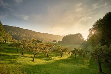Autumn evening on the fruit meadow by Max Schiefele
