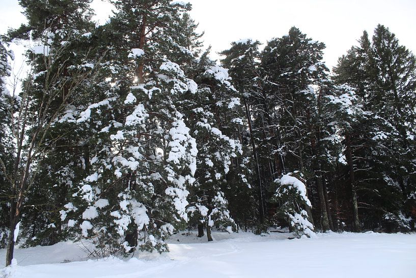 neige par Patrick van beek76