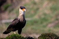 Portret van de kuifcaracara