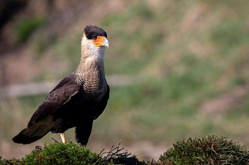 Portret van de kuifcaracara