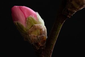 Close-up roze bloesem in knop van Latifa - Natuurfotografie