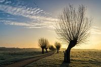 Pollard willow-02