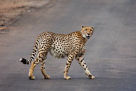 Onaantastbaar van FotovandeGraaff Wildlife fotografie Afrika