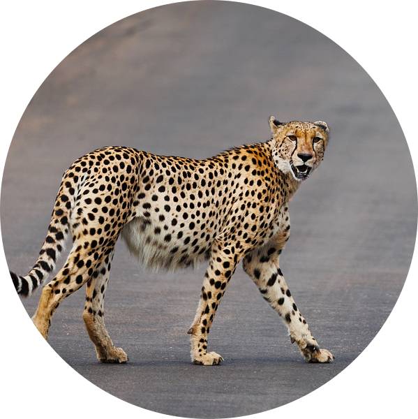 Onaantastbaar van FotovandeGraaff Wildlife fotografie Afrika