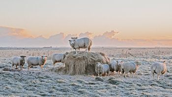 Zonsopgang in de moerassen