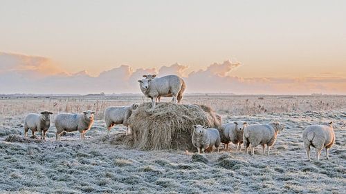 Zonsopgang in de moerassen