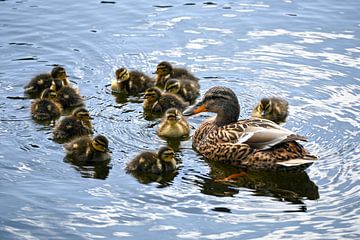 Spring! van Bianca Van den Brandt