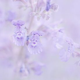 catmint by Vliner Flowers