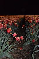 Tulpen