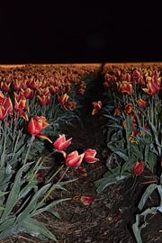 Tulpen von Colinda De Vries - Trof