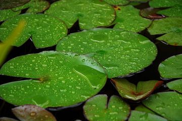 Waterlelies sur Laurent Scheffer