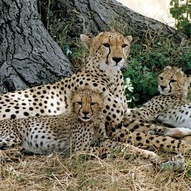 Famille de guépards sur Simone Zomerdijk