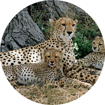 Cheetah familie van Simone Zomerdijk