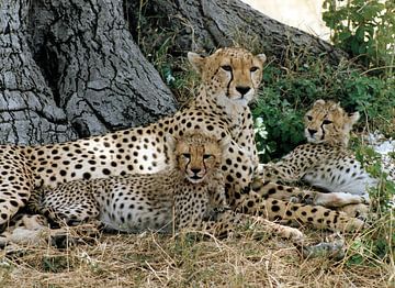 Cheetah familie van Simone Zomerdijk