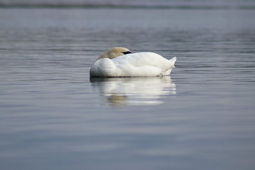 Mute Swan by John Kerkhofs