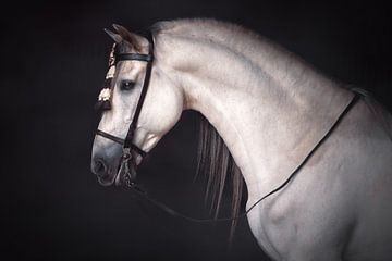 Portrait d'un étalon espagnol | Photographie de cheval sur Laura Dijkslag