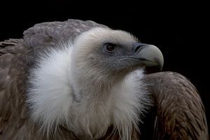 Portret van de Vale Gier
