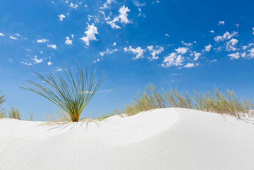 White Sands Impression by Melanie Viola