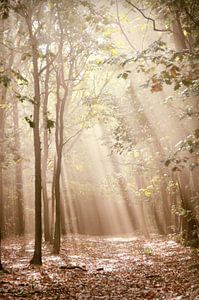 bathing in light von Els Fonteine