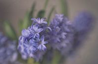 Hyacint in blauw van Ellen Driesse thumbnail