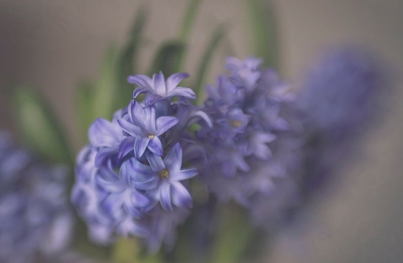 Hyacint in blauw van Ellen Driesse