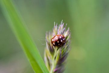Coccinelle tachetée crémeuse sur joël vonk