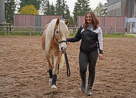 Training with the light brown Haflinger with beige mane
