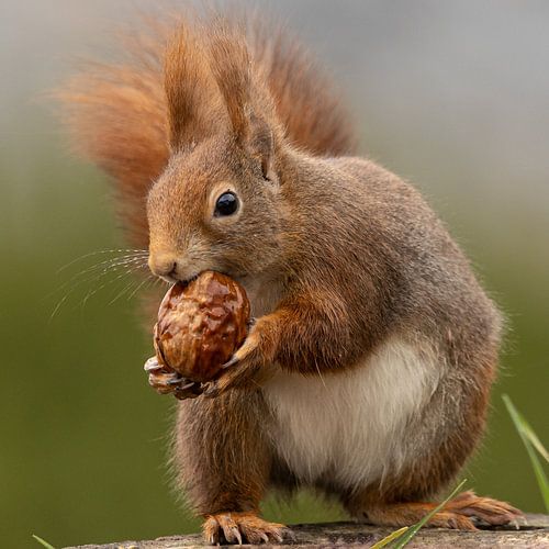 Squirrel, punkie in the garden