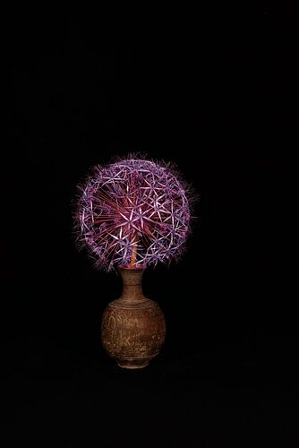 Flower from the front