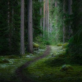 Sentier forestier en Suède sur Erwin Stevens