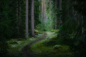 Sentier forestier en Suède