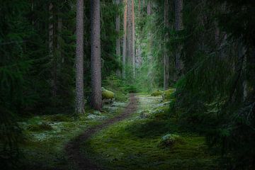 Sentier forestier en Suède