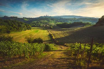 Vernaccia wijngaarden. San Gimignano, Toscane van Stefano Orazzini