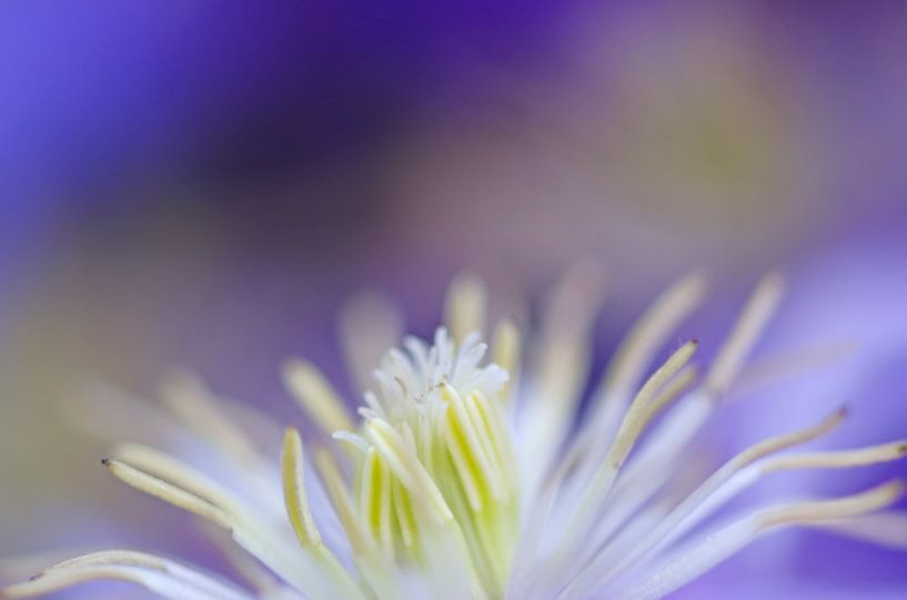 Clematis by Ron Westbroek