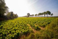 Zomers Nederlands landschap