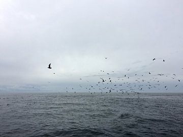 'Op zee', Orka's eiland-Washington van Martine Joanne
