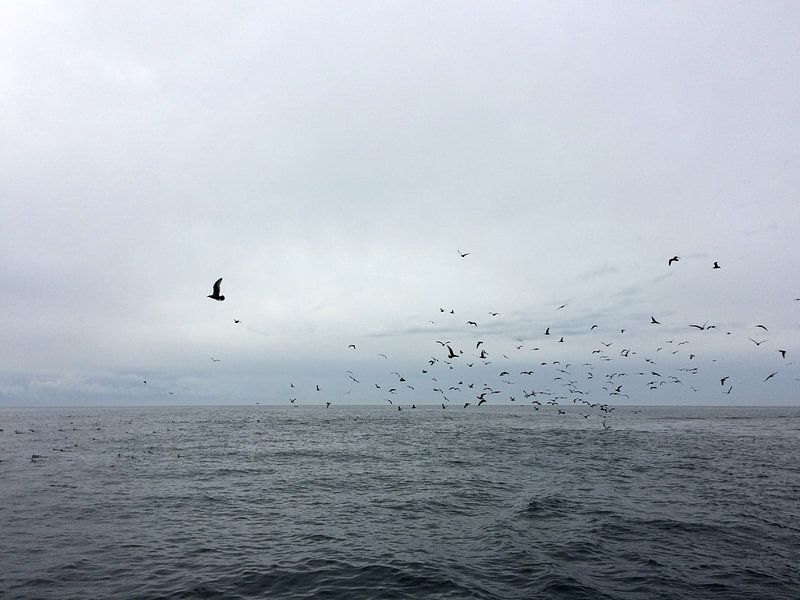 'Op zee', Orka's eiland-Washington by Martine Joanne