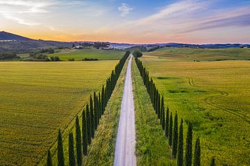 Avenue of Cypresses in Toscane van Denis Feiner
