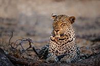 Weibchen Leopard (Panthera pardus) Portrait, Südafrika von Nature in Stock Miniaturansicht