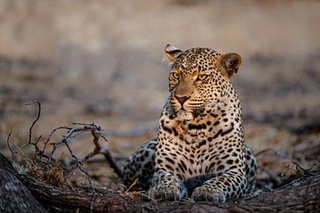 Leopard (Panthera pardus) female resting in the spotlight, Sabi Sands Game Reserve, Mpumalanga, Sout