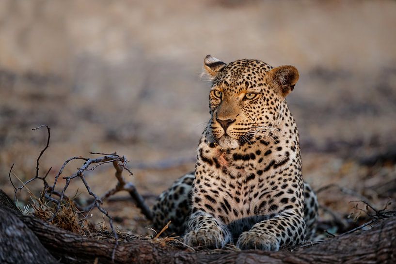 Weibchen Leopard (Panthera pardus) Portrait, Südafrika von Nature in Stock