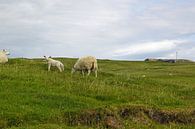 schapen in scotland van Babetts Bildergalerie thumbnail